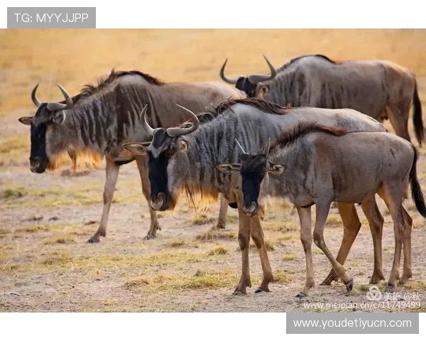 安博国际官网：安博国际官网的用户指南与常见问题解答汇总